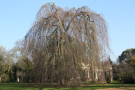 Weeping Willow, Castle Ashby Gardens, Northamptonshire